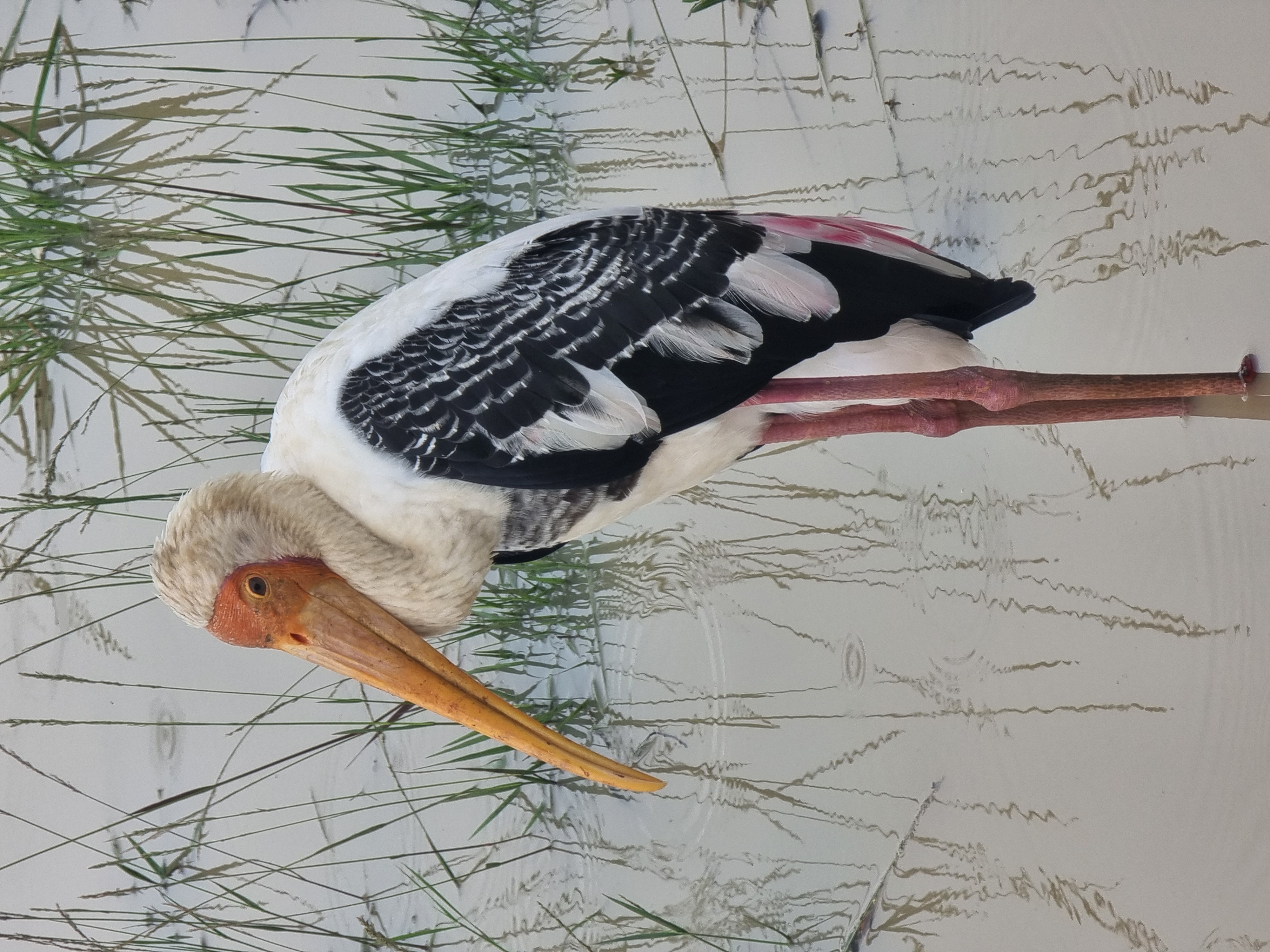 Painted stork spotted during safari in Sri Lanka